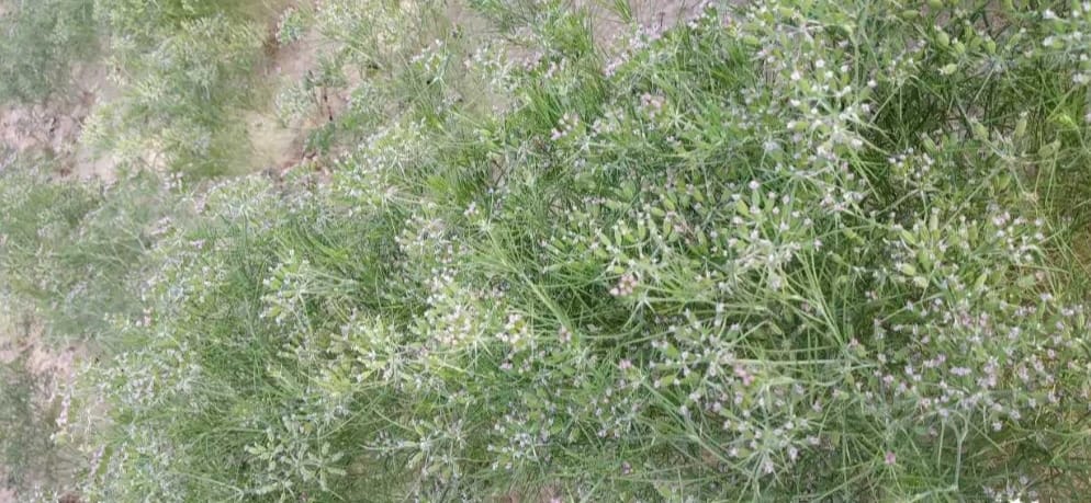 Plant protection