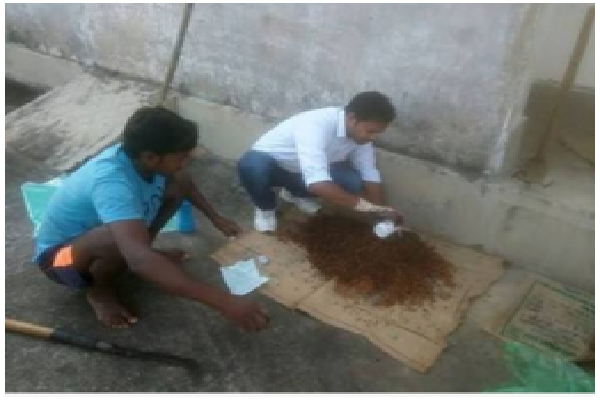 Rhizobium