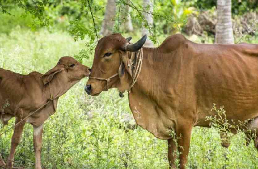 Cow