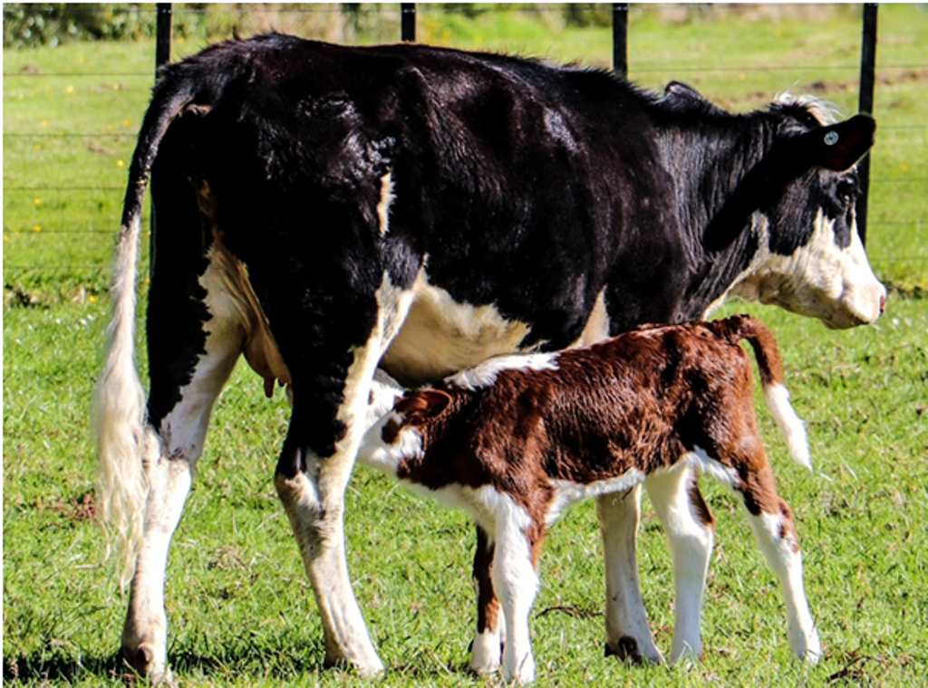 Cow