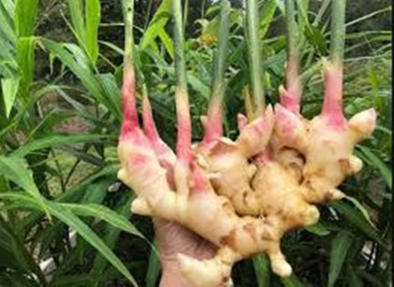 Ginger Seeds Subsidy