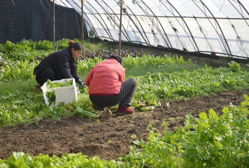 Grafting Plants
