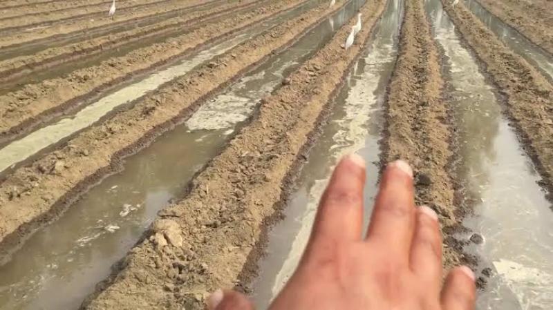 Okra Cultivation In Sugarcane Field