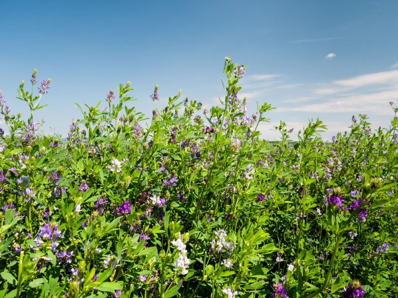 Alfalfa Plant