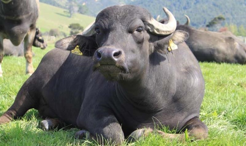 Buffalo Farming