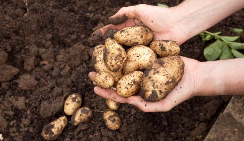Potato Farming