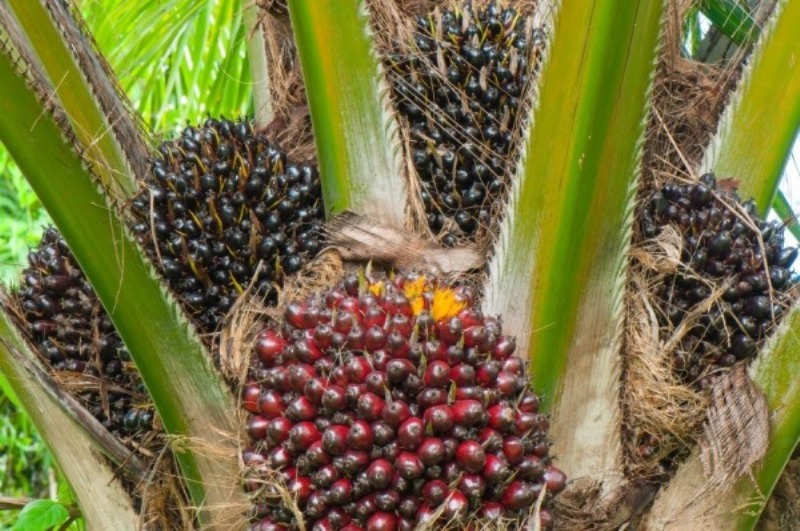 Palm Farming