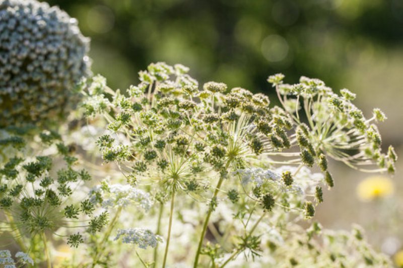 Cumin Cultivation