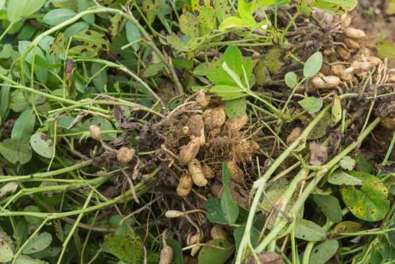 Peanut Cultivation Techniques