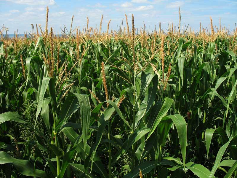 Maize Cultivation