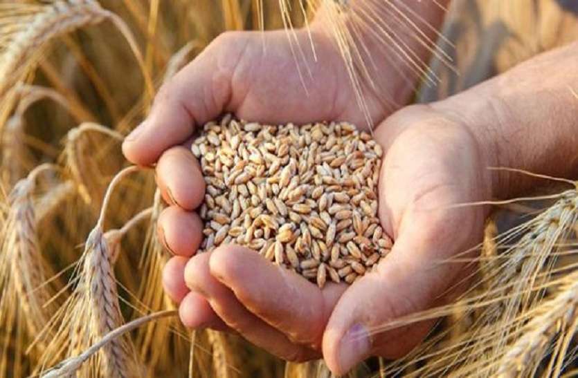 Wheat