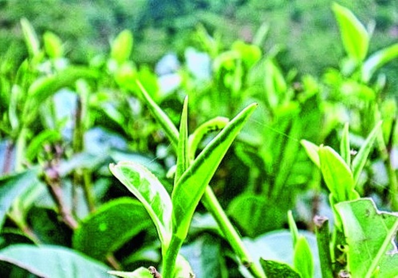 Assam Tea