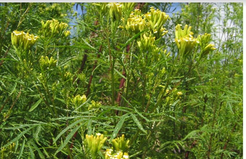 Aromatic plants