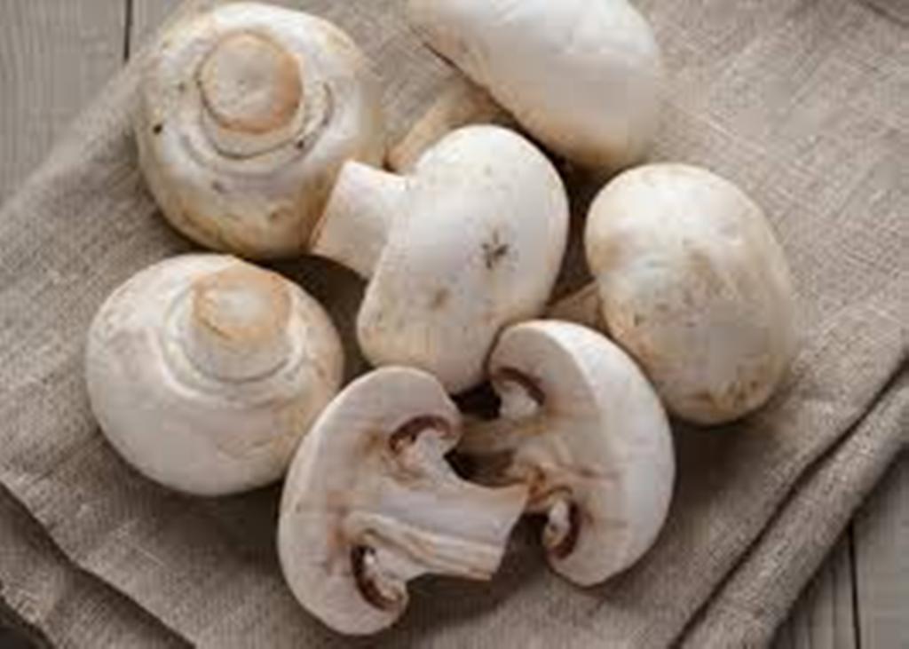 Mushroom