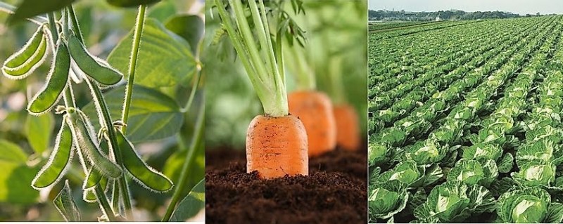Crop Rotation