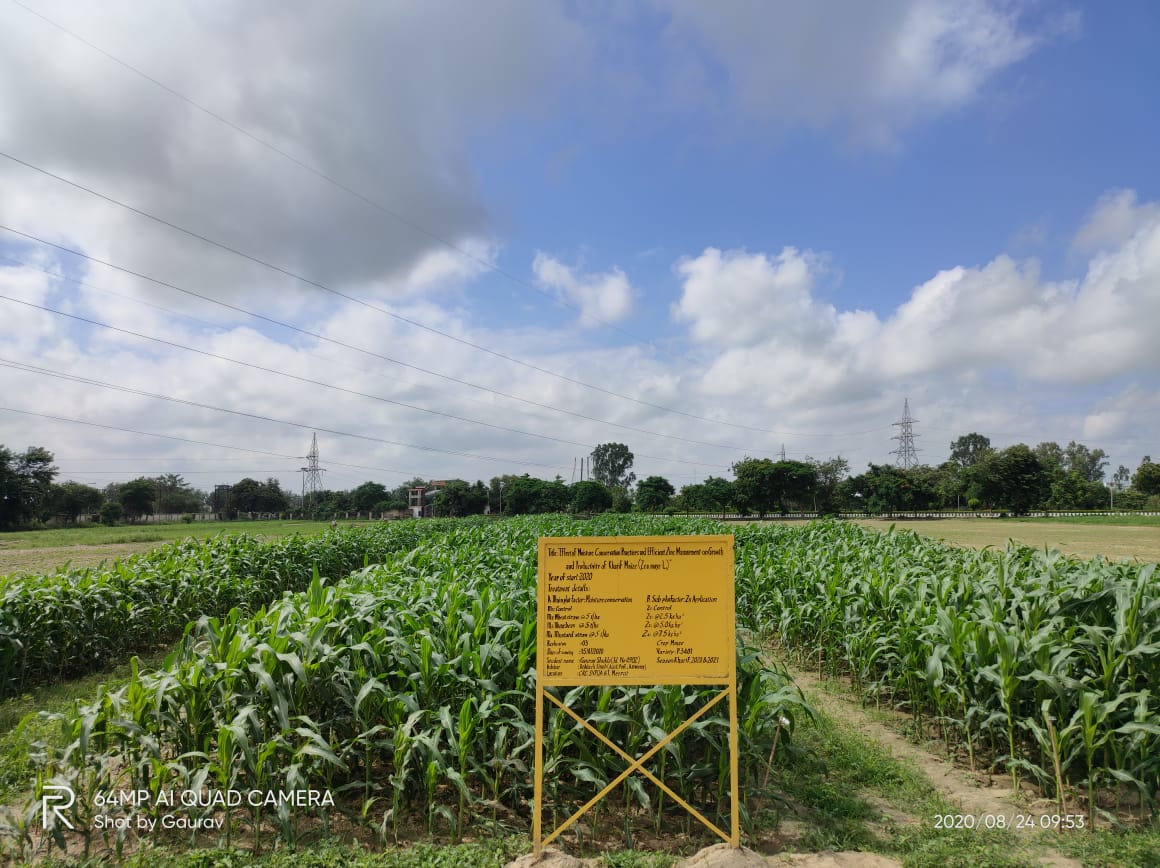 Maize Crop