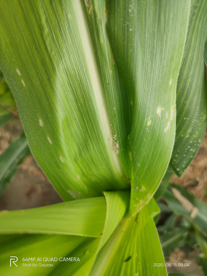 Fall Armyworm Pest