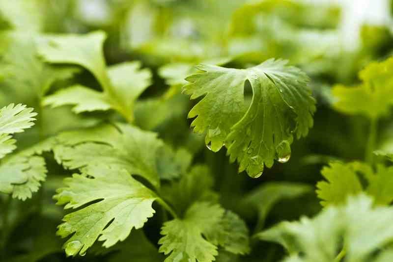 Coriander