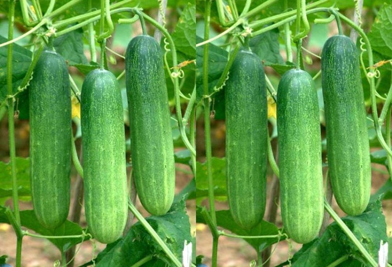Cucumber Cultivation