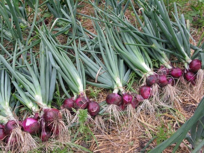 Onion cultivation