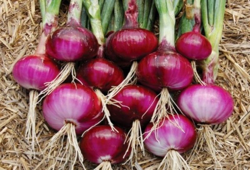 Onion cultivation