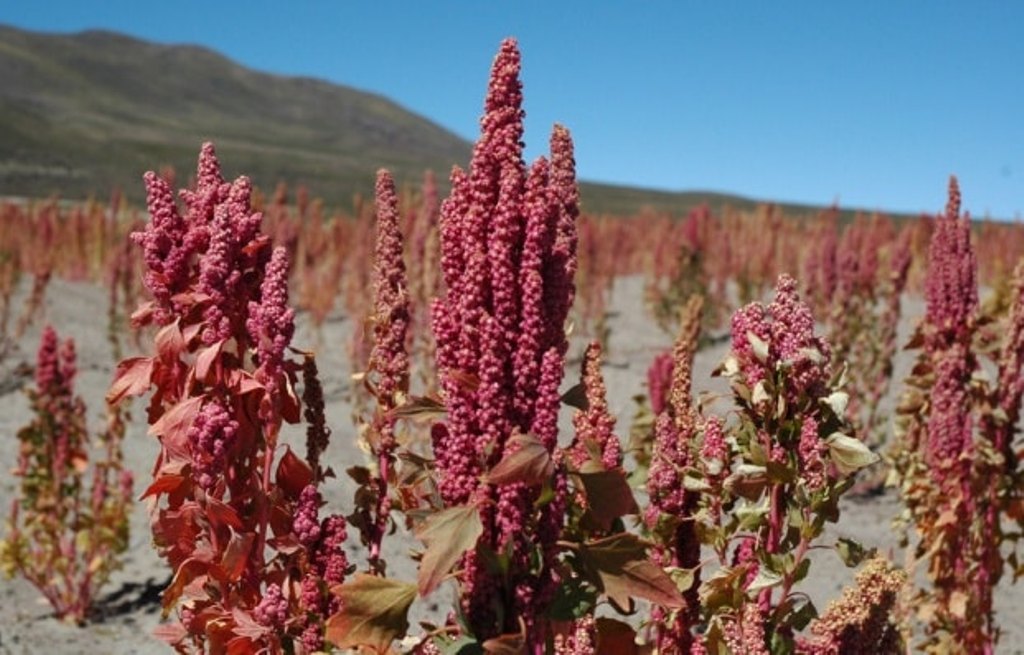 Quinoa Farming