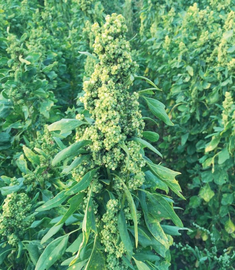 Quinoa Growing