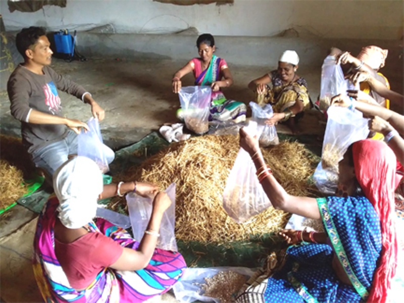 Dhingri Mushroom Production