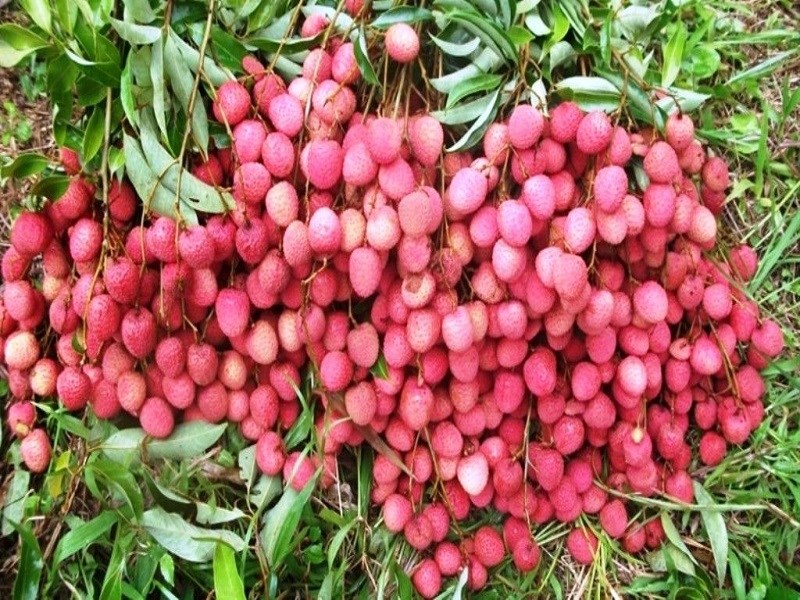 lichi