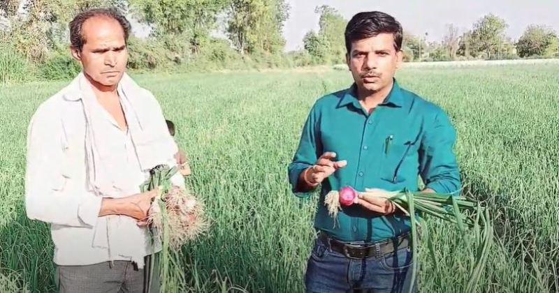 Onion Variety Bheema Super