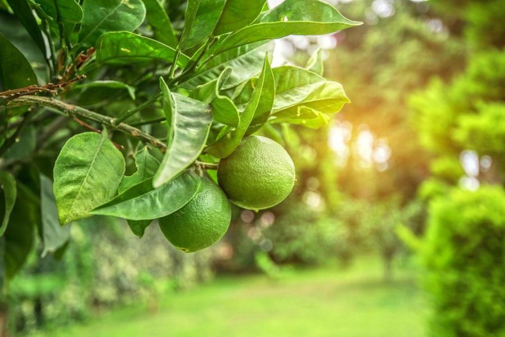Lime Lemon