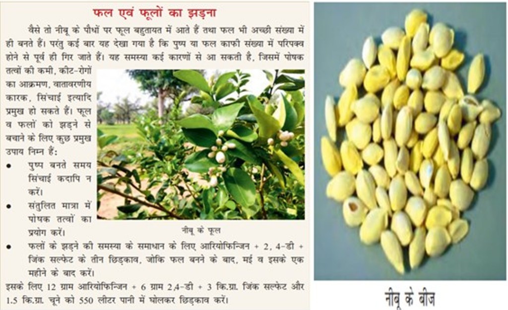 Seeds of Lemon