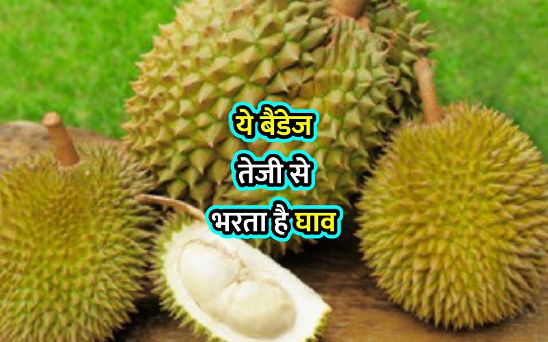कटहल क तरह द खत ह य फल ज सस बन ए ट ब क ट र यल ब ड ज