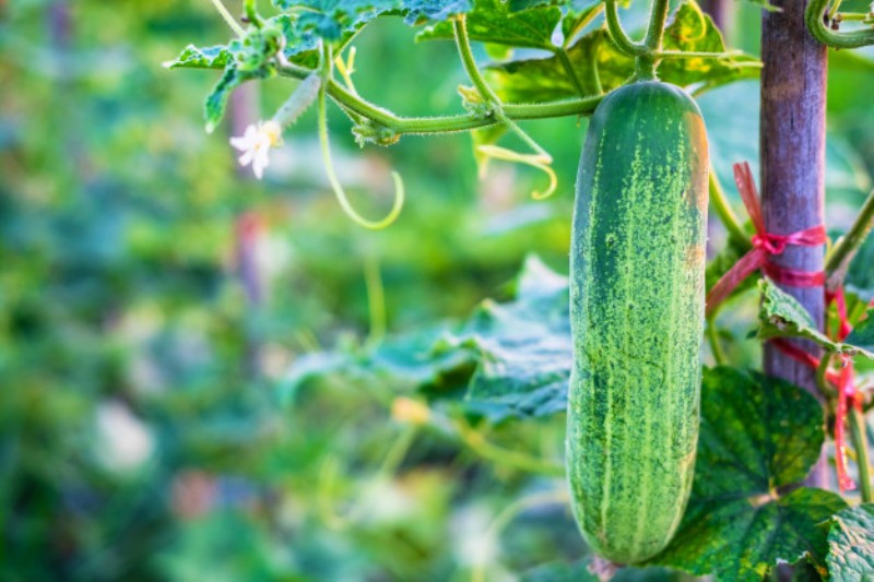 Cucumber