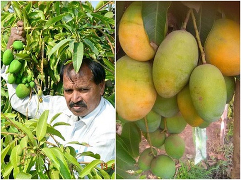 Mango Cultivation