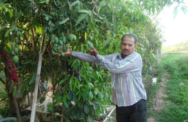 Mango New Varieties