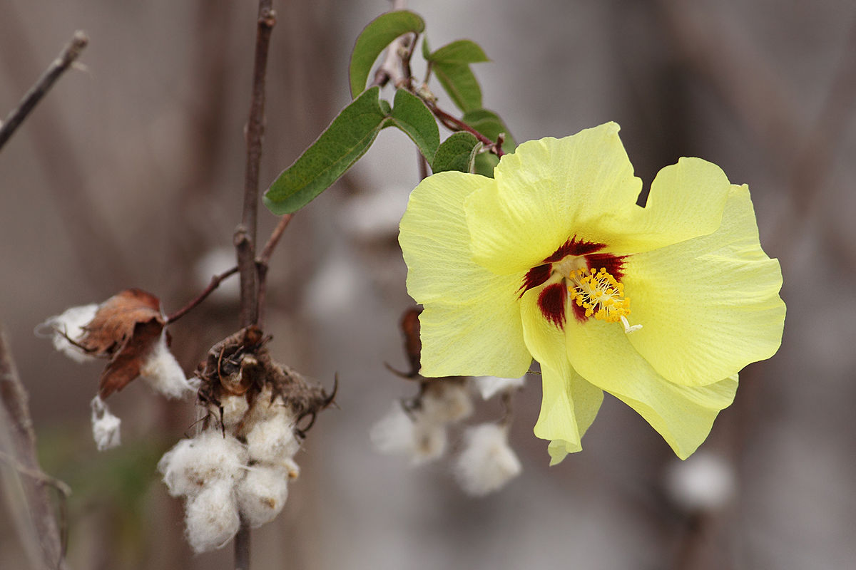 Cotton Varieties