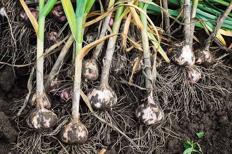 Garlic