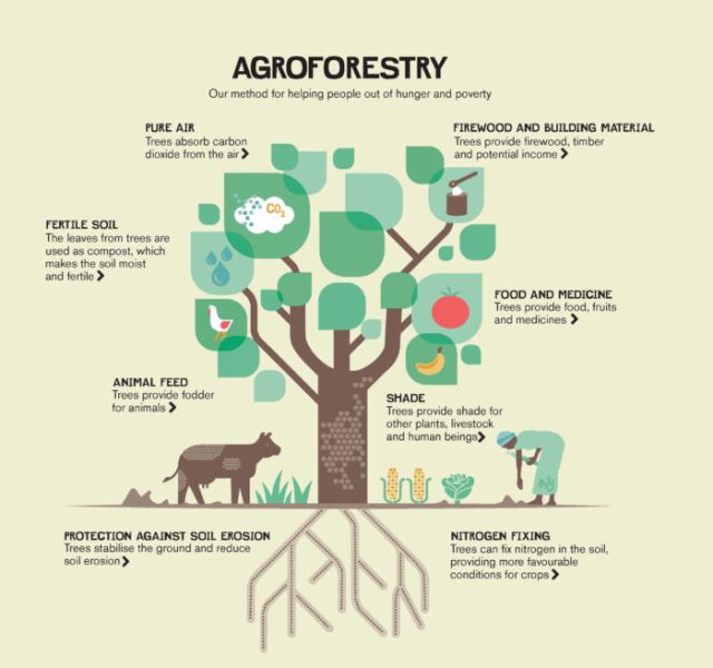 Agroforestry