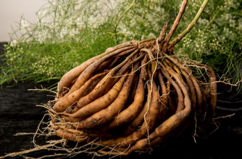 Medicinal Plants