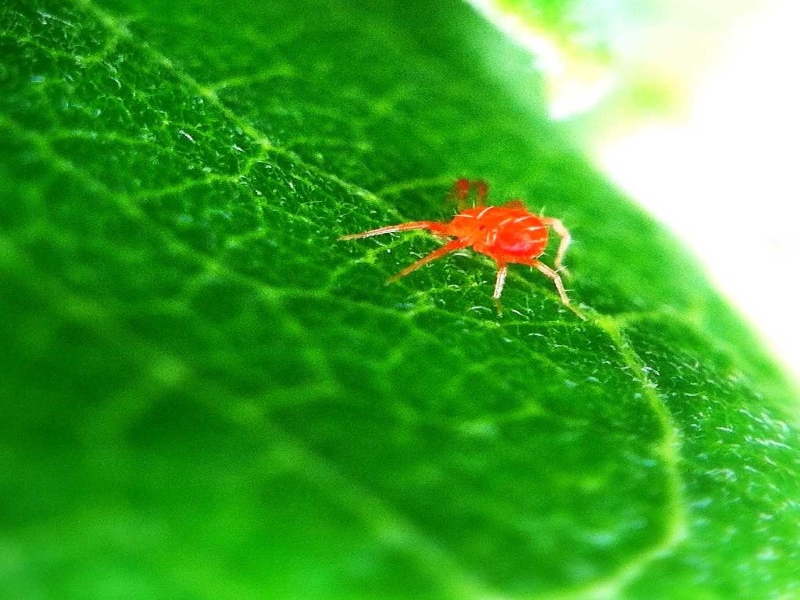 Red mite