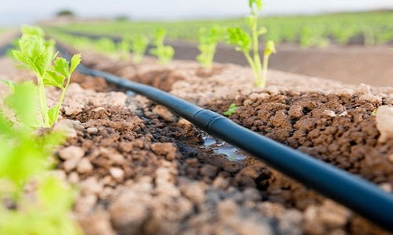 Agriculture News