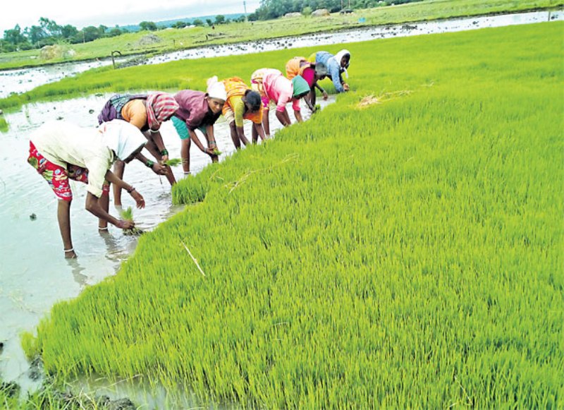 Paddy Variety