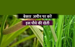 गमल म सब ज य क न स और क स लग ए