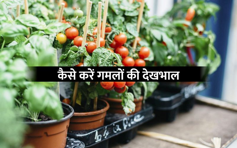 गमल म सब ज य क न स और क स लग ए