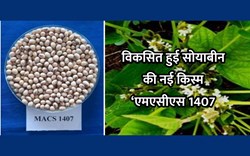 गमल म सब ज य क न स और क स लग ए