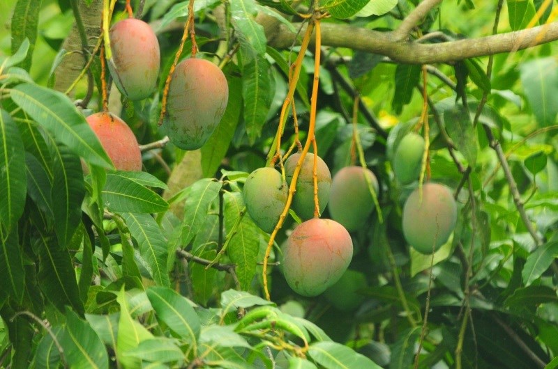 Mango