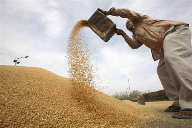 Wheat