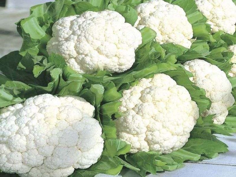 Vegetable Farmer