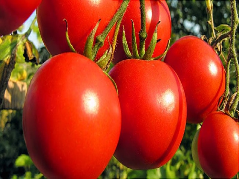 Tomato